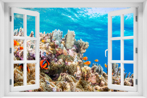 Fototapeta Naklejka Na Ścianę Okno 3D - Colony of Anemonefish