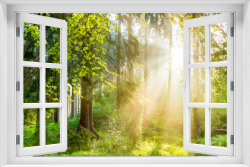 Fototapeta Naklejka Na Ścianę Okno 3D - Wald Panorama bei Sonnenaufgang