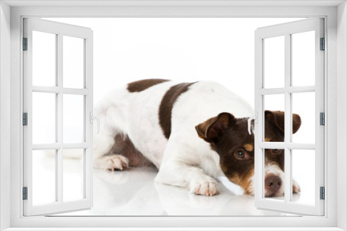 Fototapeta Naklejka Na Ścianę Okno 3D - Parson Russel Terrier