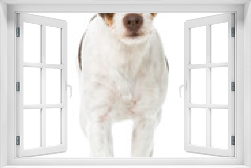 Fototapeta Naklejka Na Ścianę Okno 3D - Hund läuft auf die Kamera zu