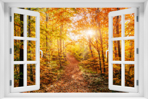 Fototapeta Naklejka Na Ścianę Okno 3D - Forest Road in the autumn. Autumn Landscape.