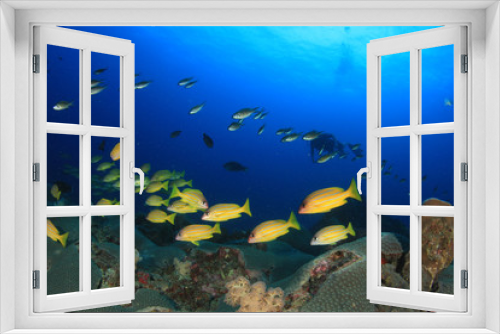 Fototapeta Naklejka Na Ścianę Okno 3D - Coral reef, school of snappers fish and scuba diver