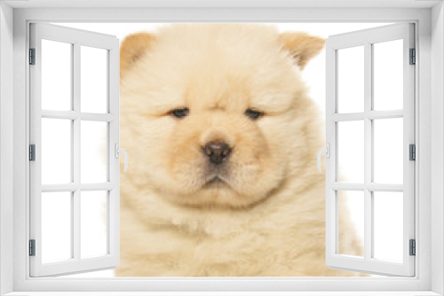 Fototapeta Naklejka Na Ścianę Okno 3D - chow-chow puppy