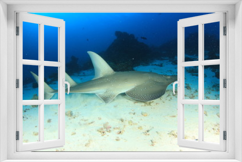 Fototapeta Naklejka Na Ścianę Okno 3D - White-spotted Guitarfish (other names Shark Ray, Shovelnose Ray)