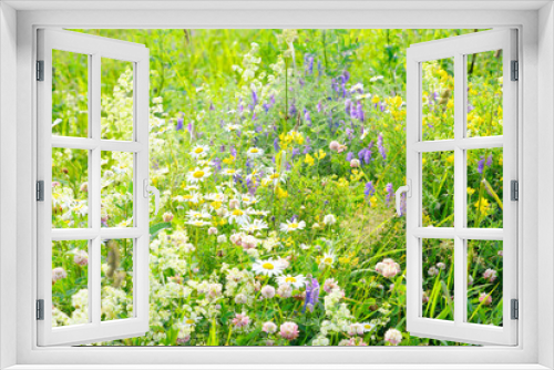 Fototapeta Naklejka Na Ścianę Okno 3D - Wild flowers at summer.