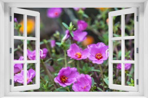 Fototapeta Naklejka Na Ścianę Okno 3D - Pink flower with blurred background