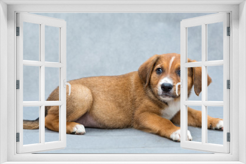 Fototapeta Naklejka Na Ścianę Okno 3D - Small, red puppy