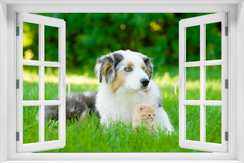 Fototapeta Naklejka Na Ścianę Okno 3D - Australian shepherd puppy lying with small kitten on green grass