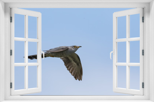 Fototapeta Naklejka Na Ścianę Okno 3D - Common Cuckoo