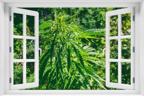 Fototapeta Naklejka Na Ścianę Okno 3D - Wide angle image of cannabis plant with blue sky background