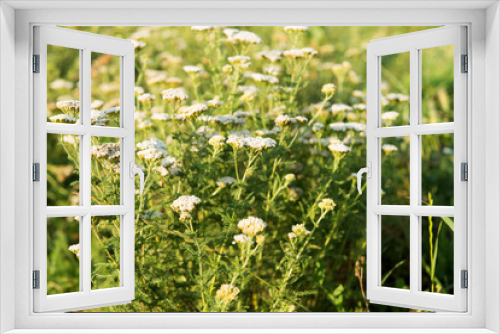 Fototapeta Naklejka Na Ścianę Okno 3D - Yarrow herb