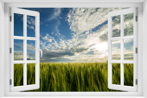 Fototapeta Naklejka Na Ścianę Okno 3D - Green wheat field