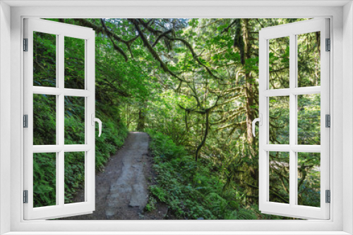 Fototapeta Naklejka Na Ścianę Okno 3D - Pathway in the nature, surrounded by trees.