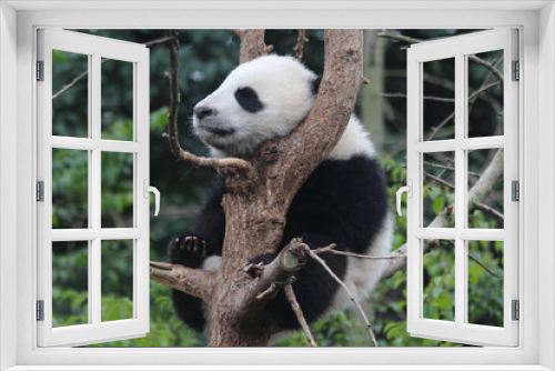 Fototapeta Naklejka Na Ścianę Okno 3D - Panda