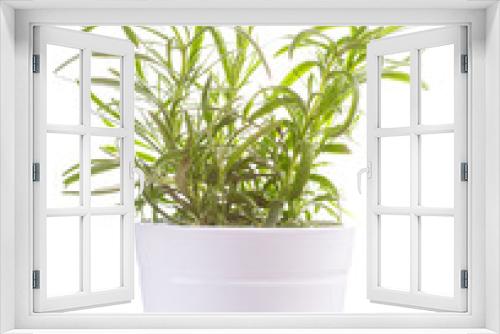 Fototapeta Naklejka Na Ścianę Okno 3D - fresh rosemary in a pot