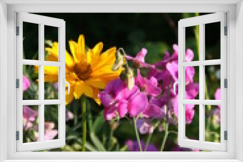 Fototapeta Naklejka Na Ścianę Okno 3D - Sweet pea and coreopsis