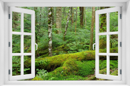 Fototapeta Naklejka Na Ścianę Okno 3D - 苔の森