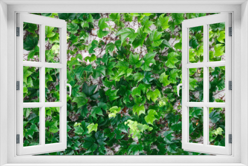 Fototapeta Naklejka Na Ścianę Okno 3D - Green creeping ivy texture