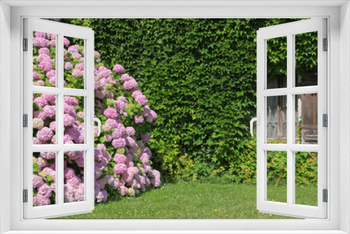 Fototapeta Naklejka Na Ścianę Okno 3D - Hortensias en bordure de maison