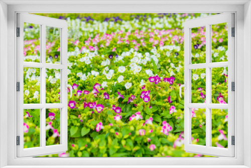 Fototapeta Naklejka Na Ścianę Okno 3D - 花壇の花
