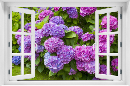 Fototapeta Naklejka Na Ścianę Okno 3D - Bush of Hortensia flowers
