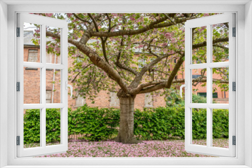 Fototapeta Naklejka Na Ścianę Okno 3D - Pink flowers on tree