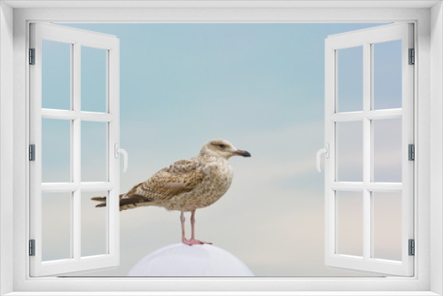 Fototapeta Naklejka Na Ścianę Okno 3D - Möwe Seevogel Heringsmöwe