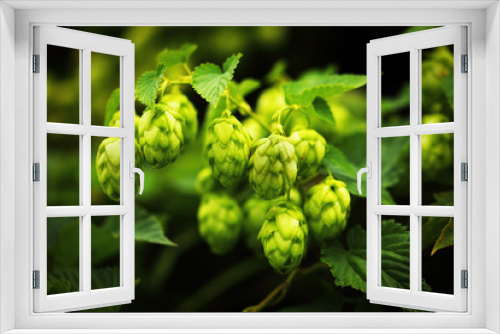 Fototapeta Naklejka Na Ścianę Okno 3D - green hop branches
