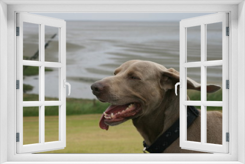Fototapeta Naklejka Na Ścianę Okno 3D - Hund macht Urlaub auf Langeoog 