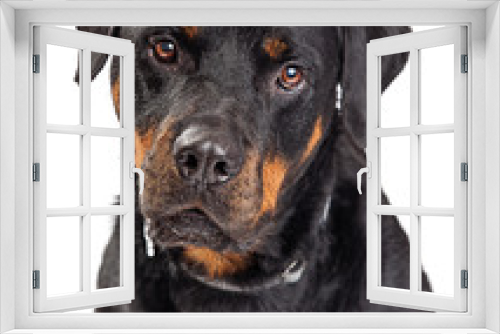 Fototapeta Naklejka Na Ścianę Okno 3D - Portrait Rottweiler Dog Drooling