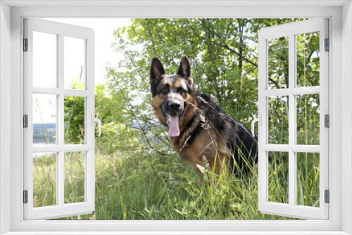 Fototapeta Naklejka Na Ścianę Okno 3D - Dog german shepherd in a summer day