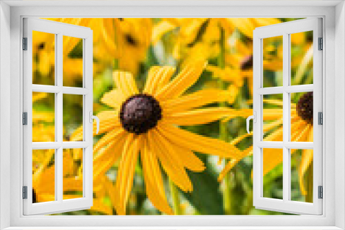 Fototapeta Naklejka Na Ścianę Okno 3D - Bright yellow rudbeckia or Black Eyed Susan flowers in the garden