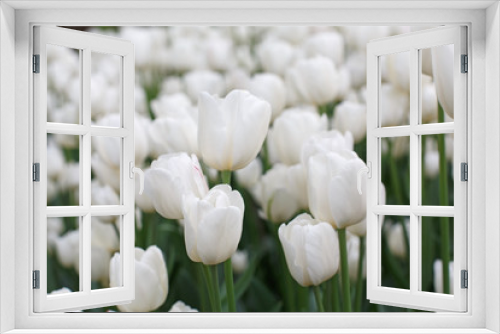 Fototapeta Naklejka Na Ścianę Okno 3D - Beautiful white tulips flowerbed closeup. Flower background
