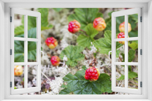 Fototapeta Naklejka Na Ścianę Okno 3D - Cloudberry on a green vegetative background in wood. Fresh wild fruit