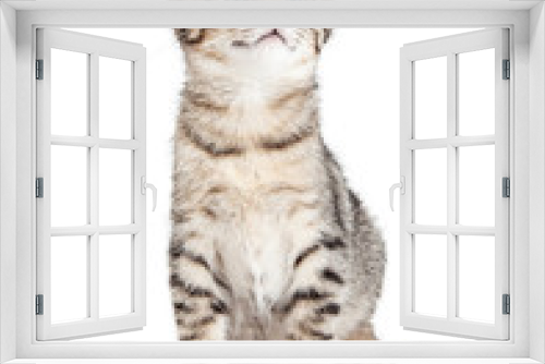 Fototapeta Naklejka Na Ścianę Okno 3D - Cute Kitty on White Looking Up