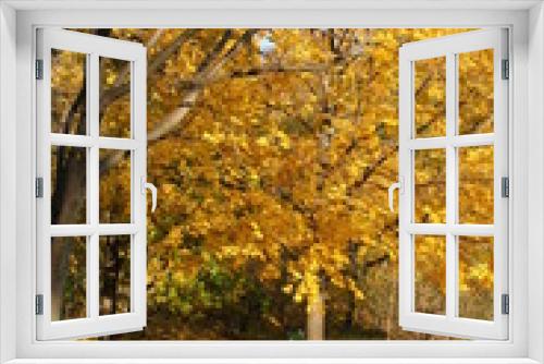 Fototapeta Naklejka Na Ścianę Okno 3D - fall maple leaves