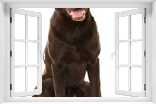 Fototapeta Naklejka Na Ścianę Okno 3D - Sitzender Labrador Retriever