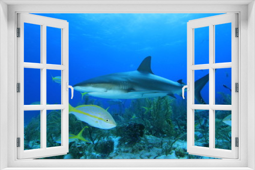 Fototapeta Naklejka Na Ścianę Okno 3D - Yellowtail Snapper and Caribbean Reef Shark