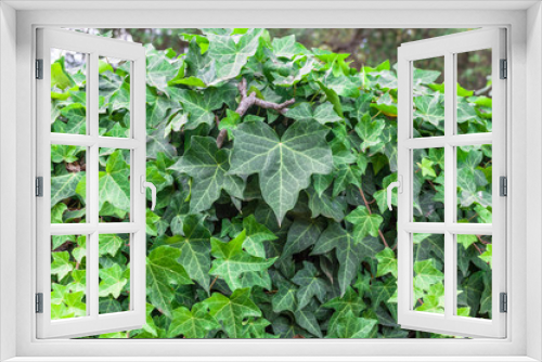 Fototapeta Naklejka Na Ścianę Okno 3D - Closeup of ivy leaf