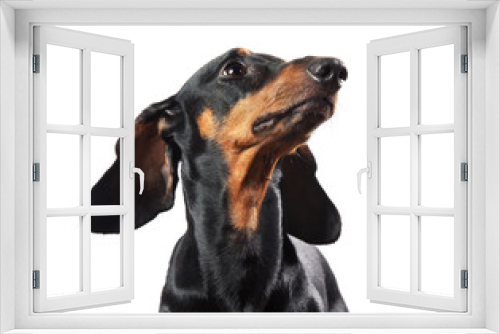 Fototapeta Naklejka Na Ścianę Okno 3D - Portrait of dachshund isolated on white