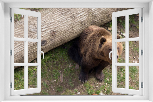 Fototapeta Naklejka Na Ścianę Okno 3D - Braunbär, Ursus arctos
