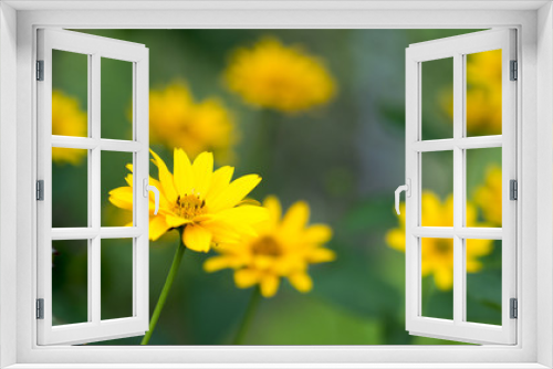 Fototapeta Naklejka Na Ścianę Okno 3D - Gelbe Sommer Blume