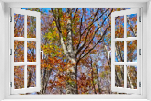 Fototapeta Naklejka Na Ścianę Okno 3D - beech forest in autumn