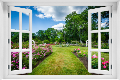 Fototapeta Naklejka Na Ścianę Okno 3D - Rose gardens at Elizabeth Park, in Hartford, Connecticut.