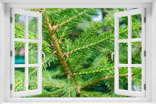 Fototapeta Naklejka Na Ścianę Okno 3D - fir tree