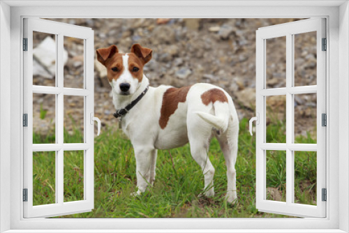 Fototapeta Naklejka Na Ścianę Okno 3D - the Jack Russell Terrier dog