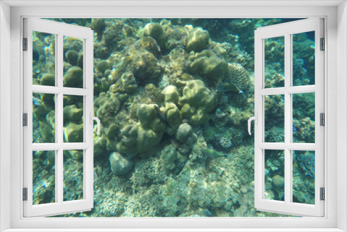 Fototapeta Naklejka Na Ścianę Okno 3D - underwater coral reefs with fish in the sea