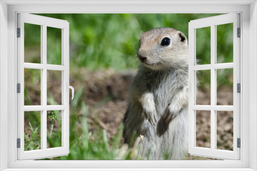 Fototapeta Naklejka Na Ścianę Okno 3D - Alert Little Ground Squirrel Standing Guard Over Its Home