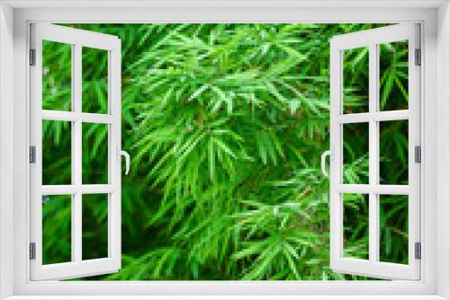 Fototapeta Naklejka Na Ścianę Okno 3D - bamboo forest