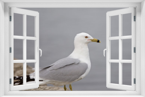 Fototapeta Naklejka Na Ścianę Okno 3D - Beautiful photo of the gull staying on the shore